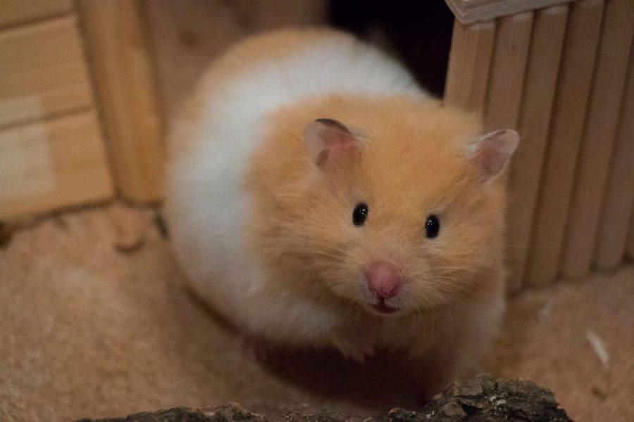 A Syrian hamster, the same type as Loki was, exploring its cage like Loki often did.