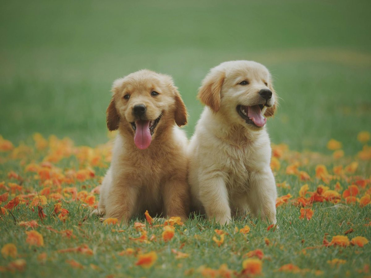 Two puppies in a green field.