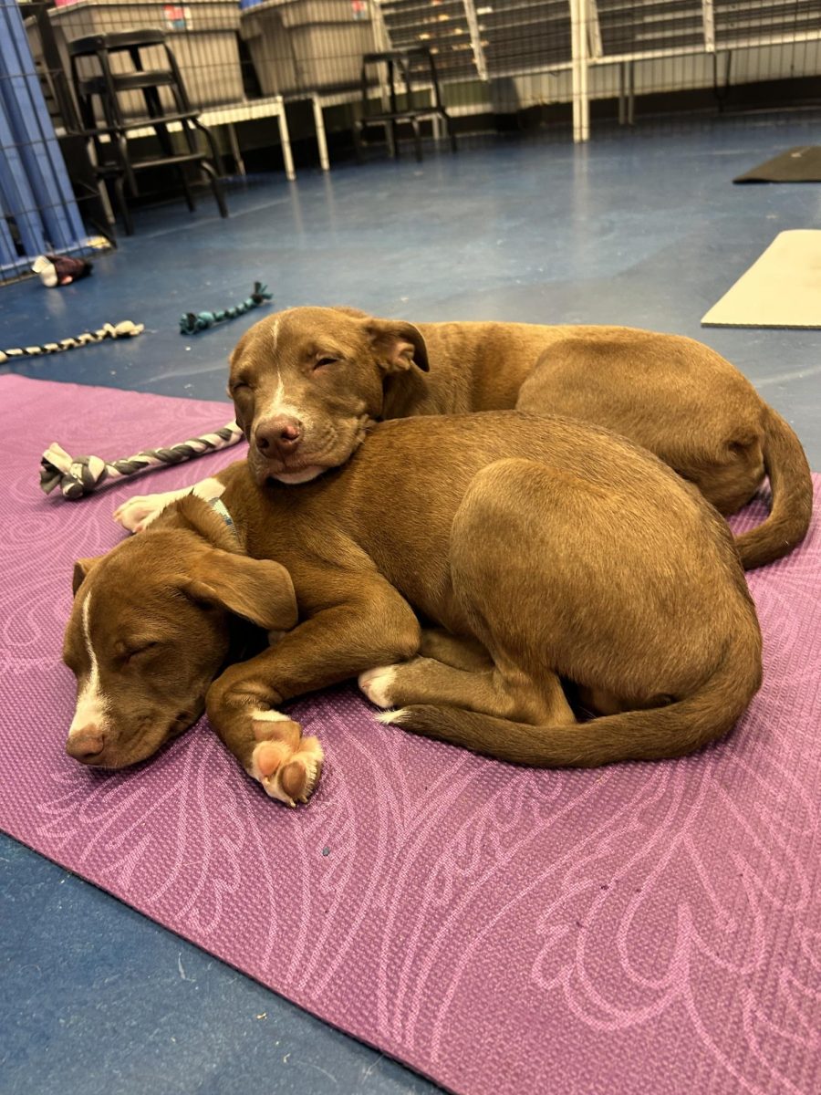 Puppies Tomato and French Onion spent most of the evening asleep